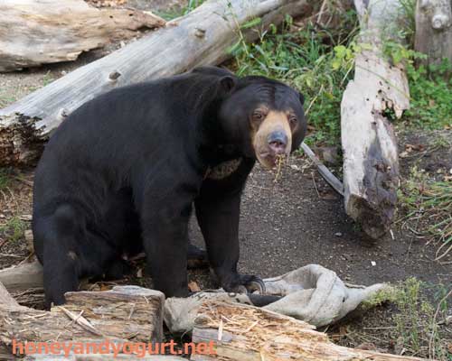円山動物園　マレーグマ　ウメキチ