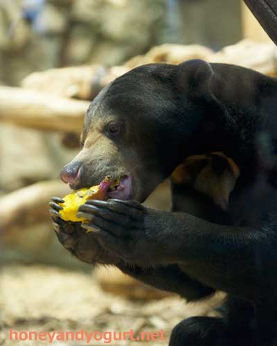 円山動物園　マレーグマ　ハッピイ