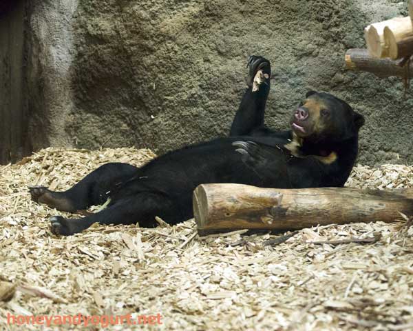 円山動物園　マレーグマ　ハッピイ