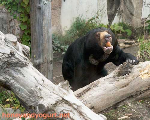 円山動物園　マレーグマ　ウメキチ