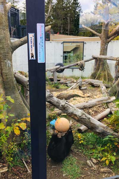 円山動物園　マレーグマ　ウメキチ