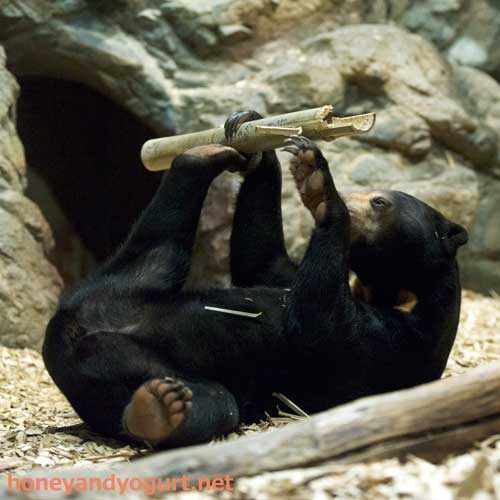 円山動物園　マレーグマ　ハッピイ
