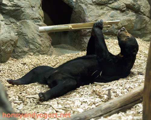 円山動物園　マレーグマ　ハッピイ