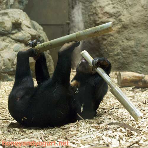 円山動物園　マレーグマ　ハッピイ