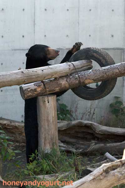 円山動物園　マレーグマ　ウメキチ