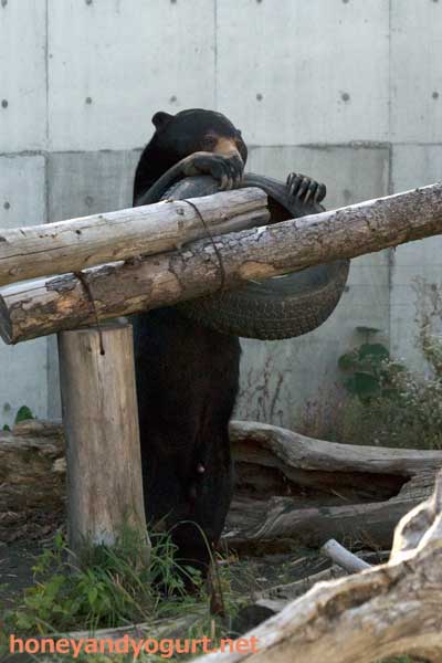 円山動物園　マレーグマ　ウメキチ