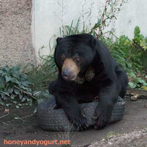 円山動物園　マレーグマ　ウメキチ