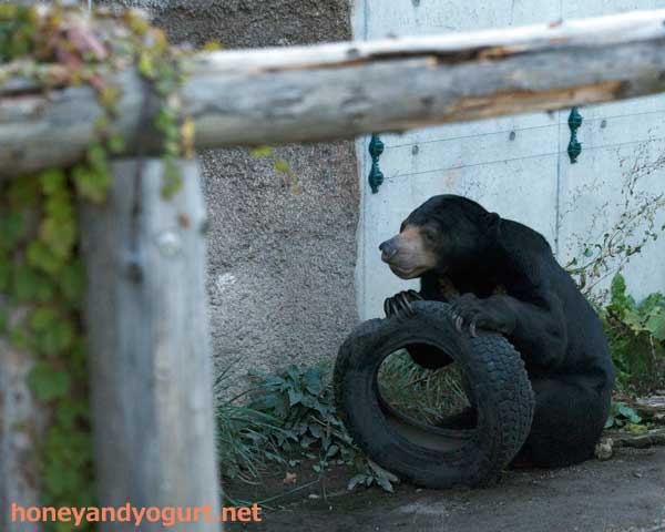 円山動物園　マレーグマ　ウメキチ