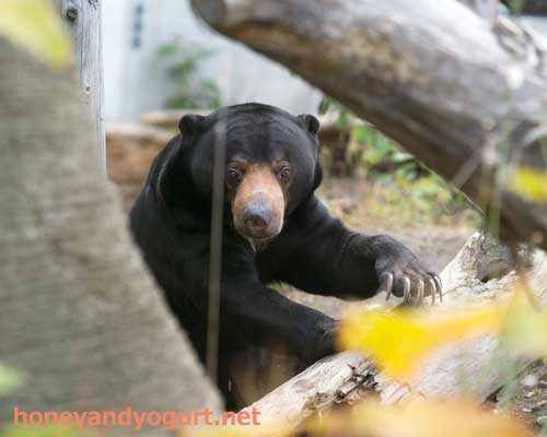 円山動物園　マレーグマ　ウメキチ