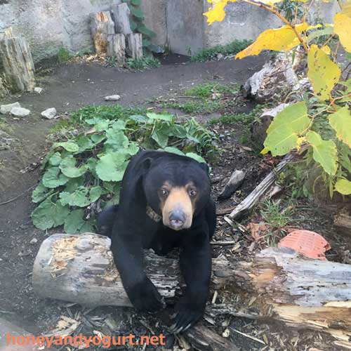 円山動物園　マレーグマ　ウメキチ