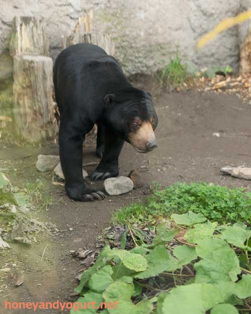 円山動物園　マレーグマ　ウメキチ