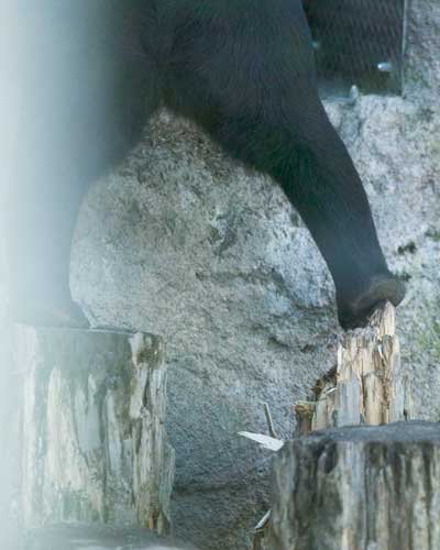 円山動物園 マレーグマ ハッピイ