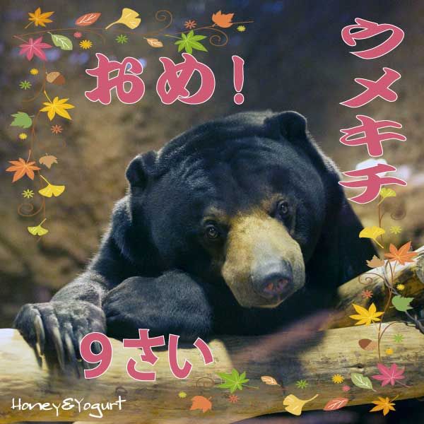 円山動物園　マレーグマ　ウメキチ