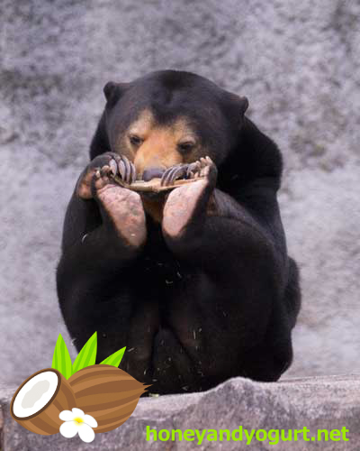 マレーグマ ノア