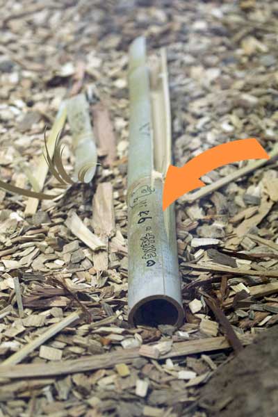 円山動物園 マレーグマ舎