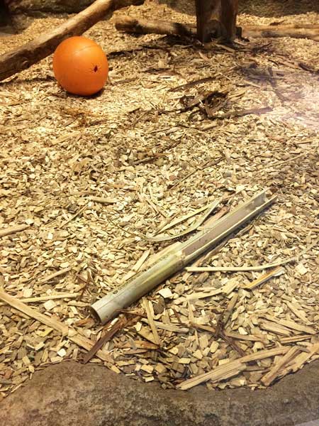 円山動物園 マレーグマ舎