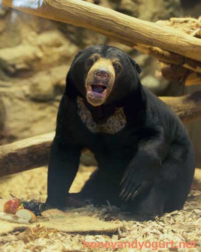 円山動物園 マレーグマ ウメキチ