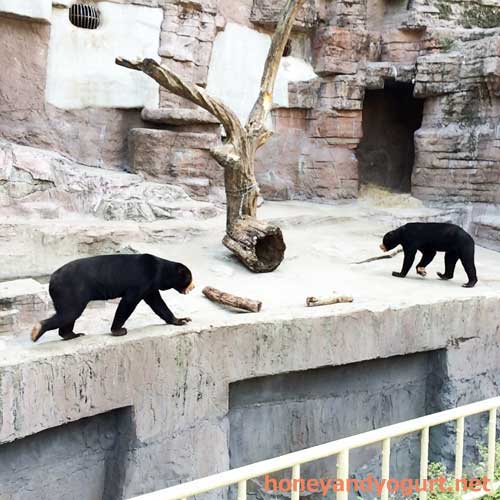 天王寺動物園　マレーグマ舎