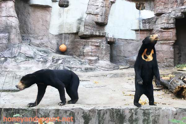 天王寺動物園　マレーグマ　マーズ　マーサ
