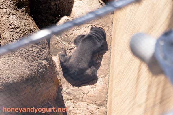 上野動物園 マレーグマ モモコ