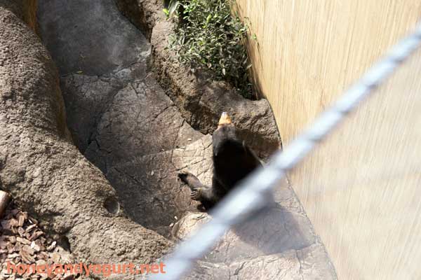 上野動物園 マレーグマ モモコ