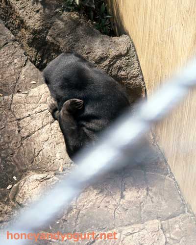上野動物園 マレーグマ モモコ