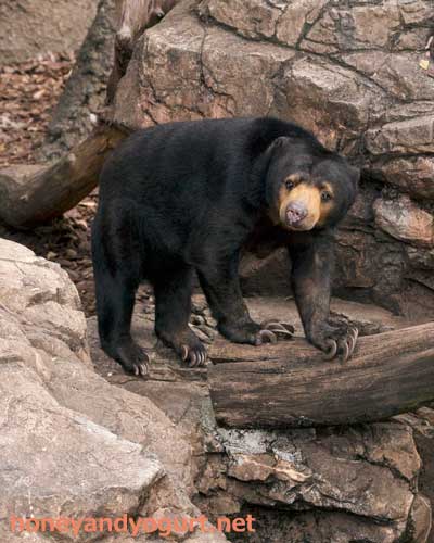 上野動物園 マレーグマ モモコ