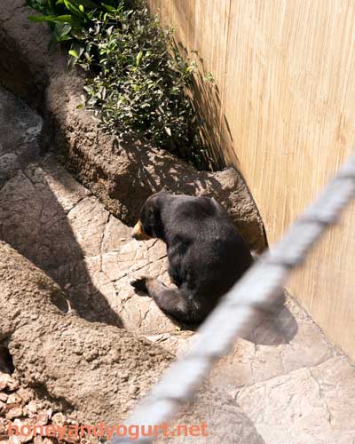 上野動物園 マレーグマ モモコ