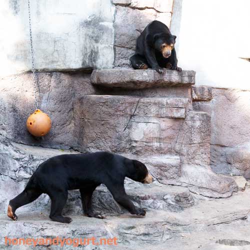 天王寺動物園　マレーグマ　マーズ　マーサ