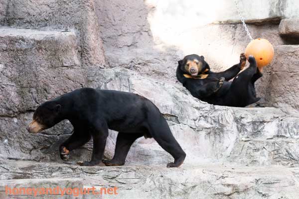 天王寺動物園　マレーグマ　マーズ　マーサ