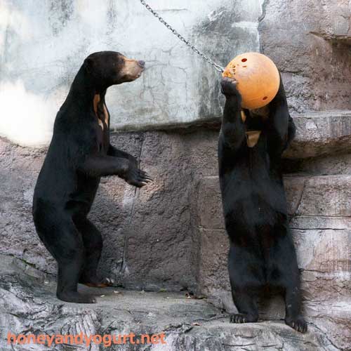 天王寺動物園　マレーグマ　マーズ　マーサ