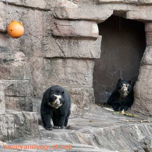 天王寺動物園　クマ舎