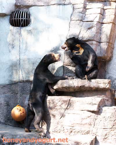 天王寺動物園　マレーグマ　マーズ　マーサ