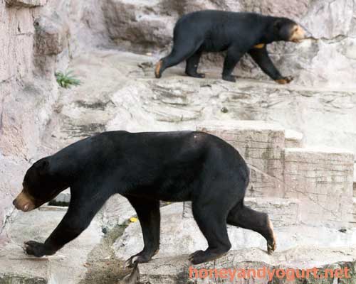 天王寺動物園　マレーグマ　マーズ　マーサ