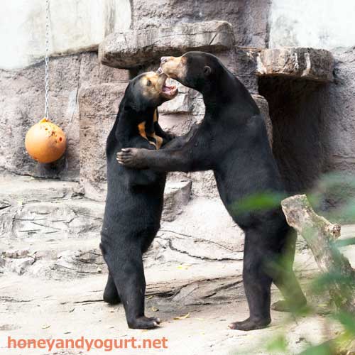 天王寺動物園　マレーグマ　マーズ　マーサ