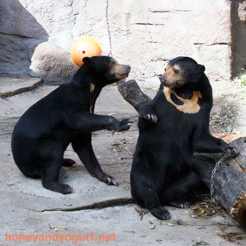 天王寺動物園　マレーグマ　マーズ　マーサ