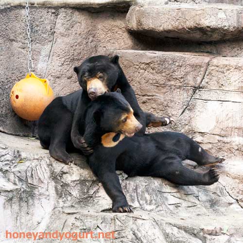 天王寺動物園　マレーグマ　マーズ　マーサ