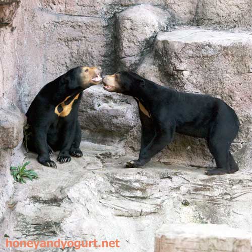 天王寺動物園　マレーグマ　マーズ　マーサ