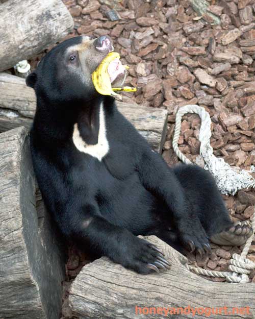 マレーグマ　フジ