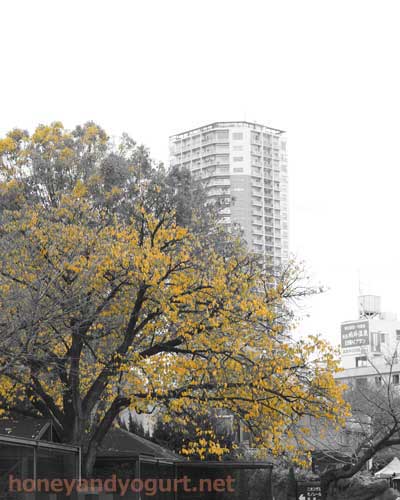 上野動物園　園内