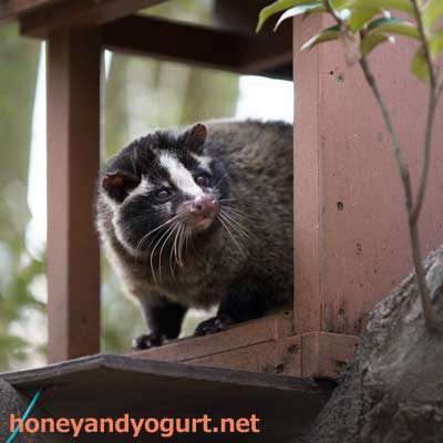 上野動物園　マレーグマ舎