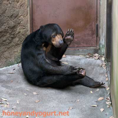 上野動物園　マレーグマ　モモコ