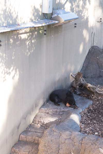上野動物園 マレーグマ キョウコ