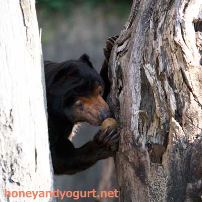 上野動物園　マレーグマ　キョウコ