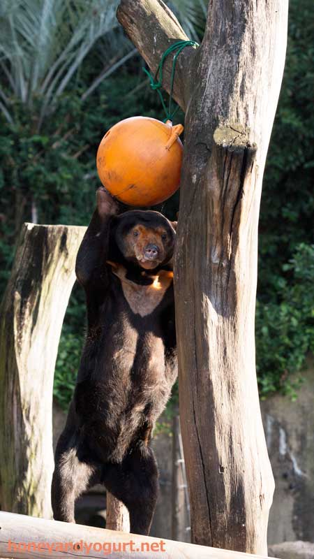 上野動物園　マレーグマ　キョウコ