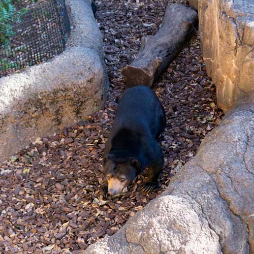 上野動物園 マレーグマ モモコ