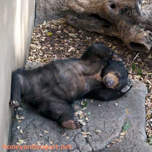 上野動物園　マレーグマ　モモコ