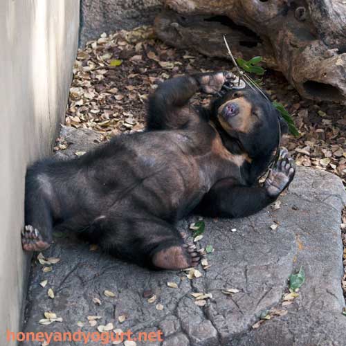 上野動物園　マレーグマ　モモコ