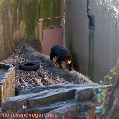 上野動物園 マレーグマ キョウコ