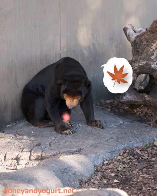 上野動物園 マレーグマ キョウコ